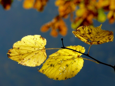 gelbgoldenbraunblau