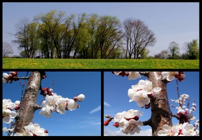 Die vier Jahreszeiten - Frühling