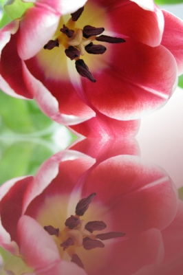 Tulpenblüte im Spiegel