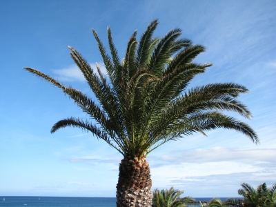 Palme auf Lanzarote