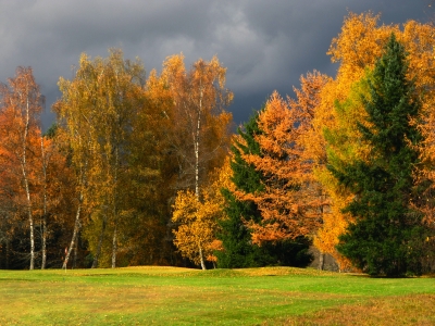 Herbstleuchten vor grauem Himmel