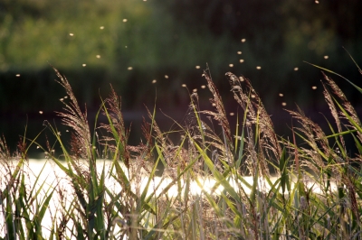 Sommerluft