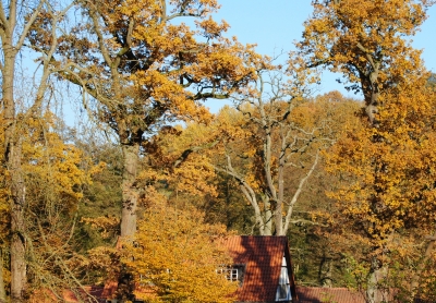 Herbst im Reinhardswald