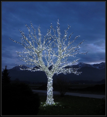 Iluminierter Baum