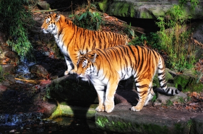 Tiger 6