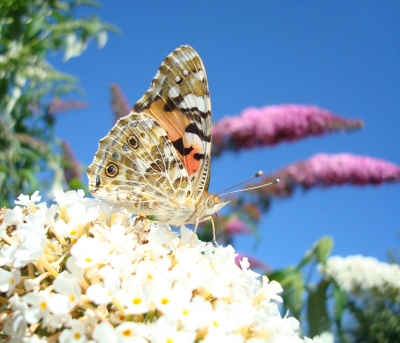 Leben im Sommerflieder 3