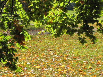 Die Blätter fallen