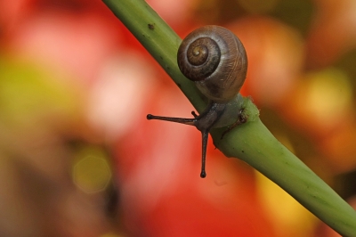 Herbstschnecke