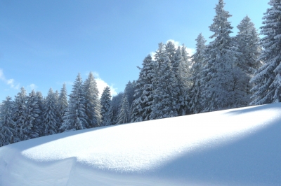Schöner Winterwald