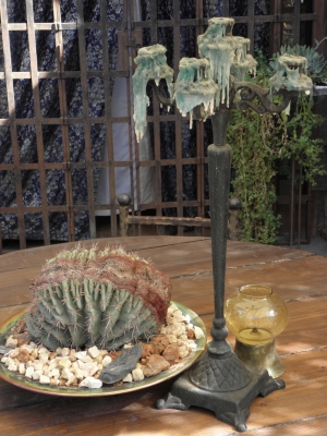 Kaktus mit Kerzenleuchter