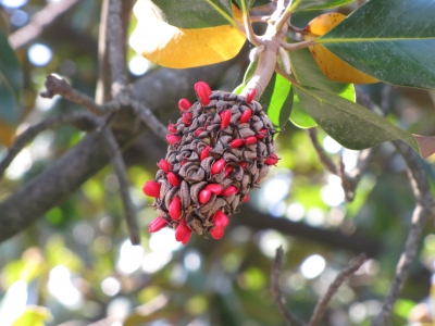 Frucht des Magnolienbaumes