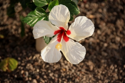 Hibiscus