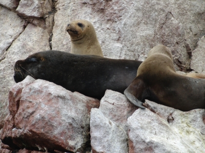 Peru - Seelöwen