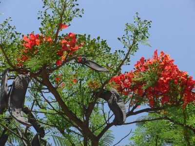 Peru - Blüten