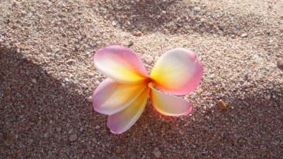 Blüte im Sand