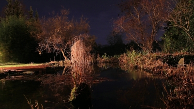 Teich bei Nacht 2