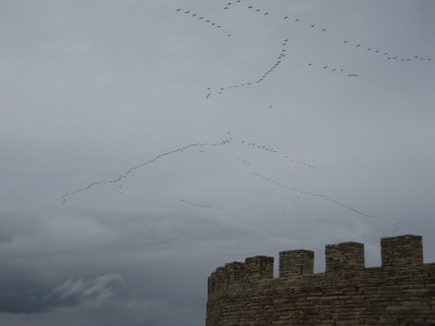 Vogelschwarm über der Eketorps Burg,Öland,Schweden