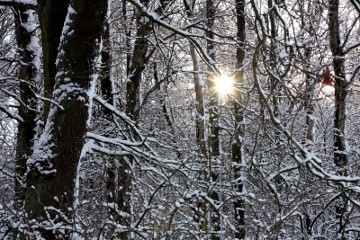 Sonne im Winterwald