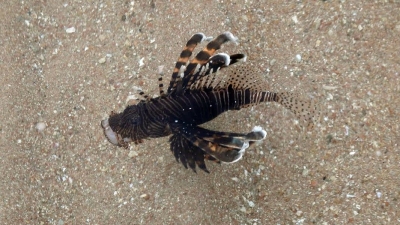 Indischer-Rotfeuerfisch (38 cm)