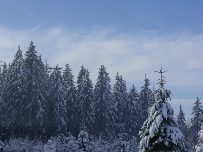 verschneiter Wald