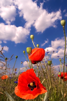 Mohn