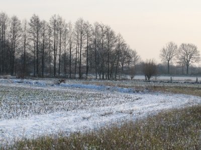 Winter auf dem Feld