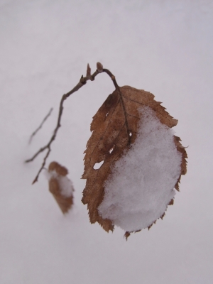 buchenblatt im schnee
