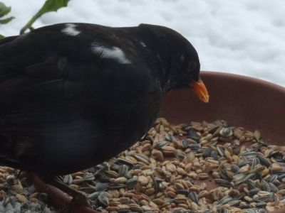 Mahlzeit , Amsel