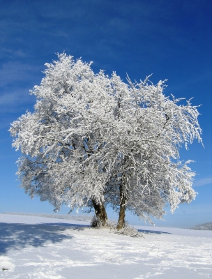 Zwei Bäume im Winterkleid