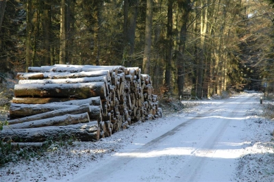 Winter im Wald