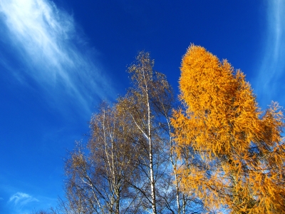 Herbstlicher Gruß von Birken und Lärchen