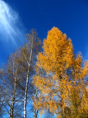 Herbstlicher Gruß von Birken und Lärchen 2
