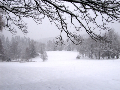 Winterwald im Schneetreiben 1
