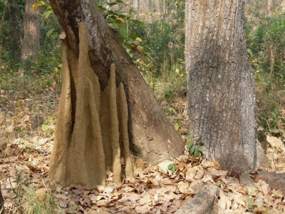 Termitenbau (Nepal)