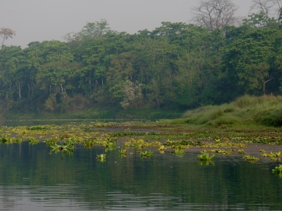 Urwaldfluss (Nepal)