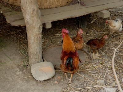Hühnerhof (Nepal)
