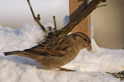 An der Futterstelle