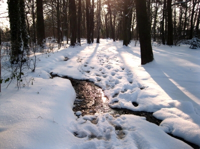 Waldweg im Winter...