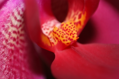 Macro einer Orchidee