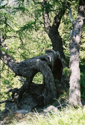 verkrüppelter Baum