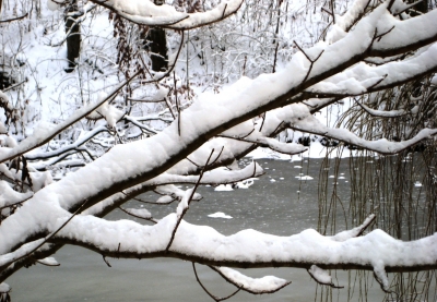 Winter am Teich