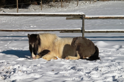 Winterliches Sonnenbad