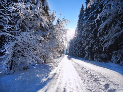 Winter-Wald-Straße im Gegenlicht