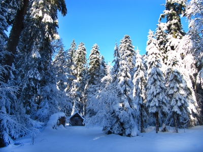Die Hütte im Winterwald_2