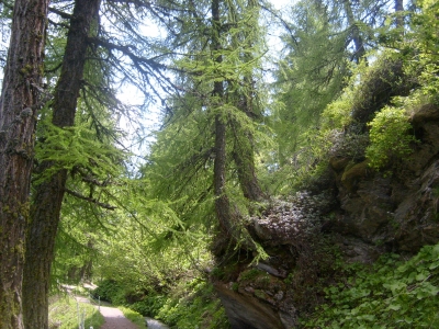 Bäume Schweiz