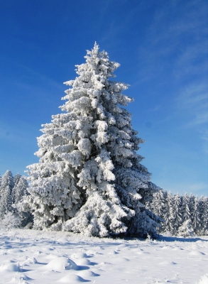 Weihnachtsbaum in der Natur