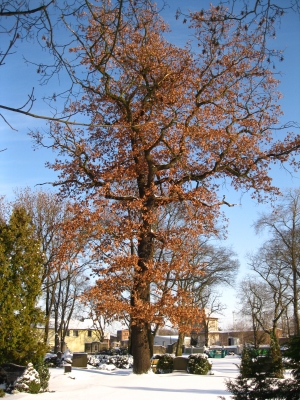 Eiche mit Herbstlaub...