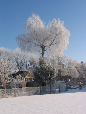 Winterbaum