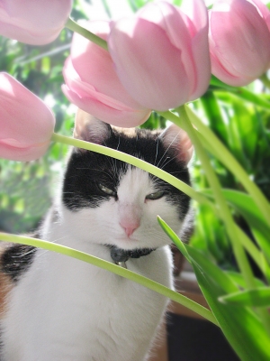 Katze und die Tulpen
