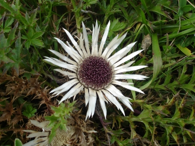 Silberdistel